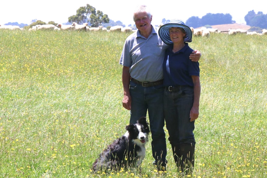 Carl and Jann Terrey with their dog Ali in a paddock full of sheep.