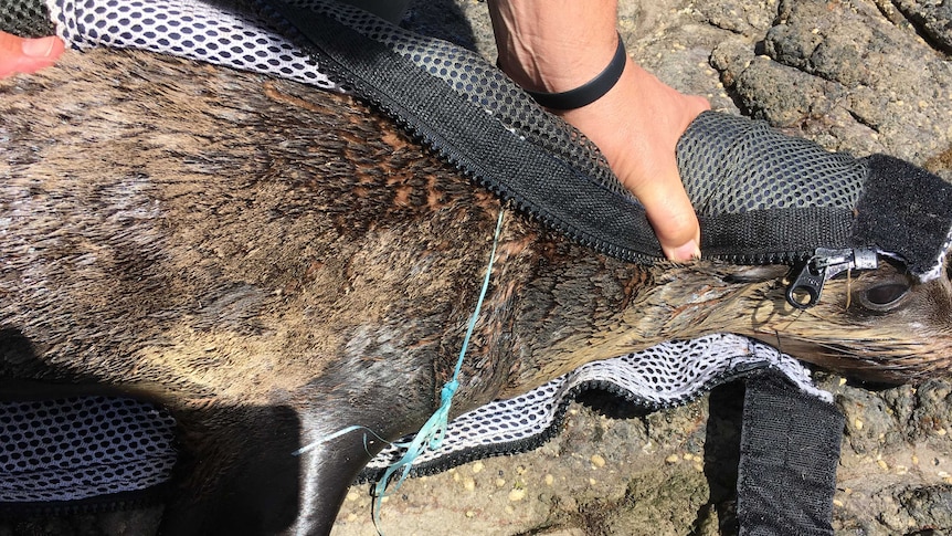 Hands holding a fur seal with balloon ribbon wrapped around its neck