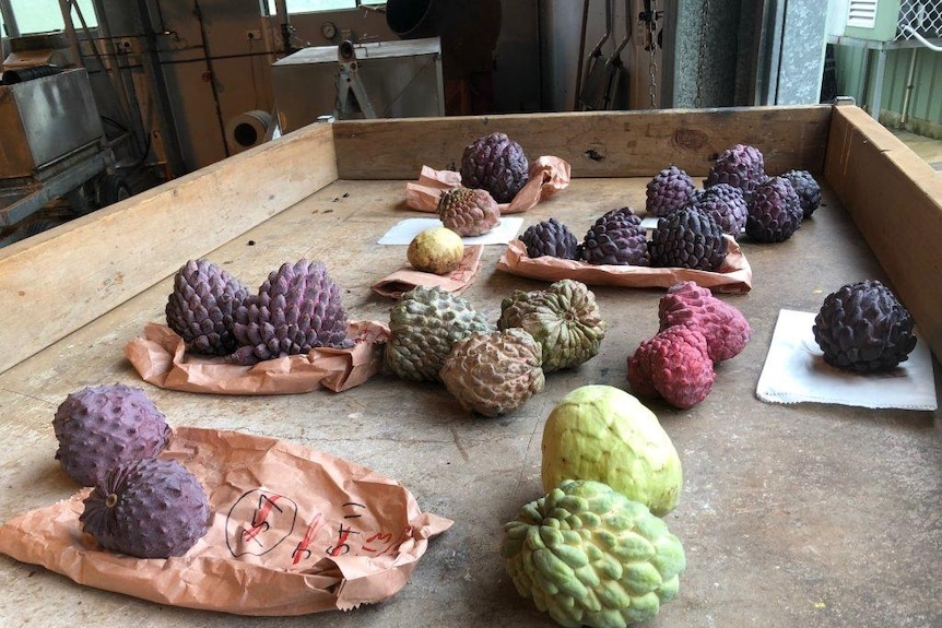 Varied coloured shaped and sized custard apples on a table top.