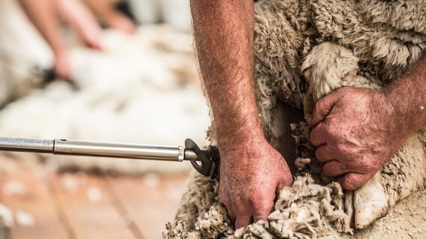 Sheep are shorn in the same order every time - starting with the belly wool.