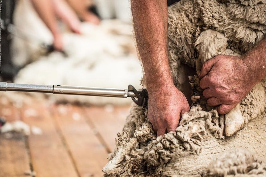 Sheep are shorn in the same order every time — starting with the belly wool.