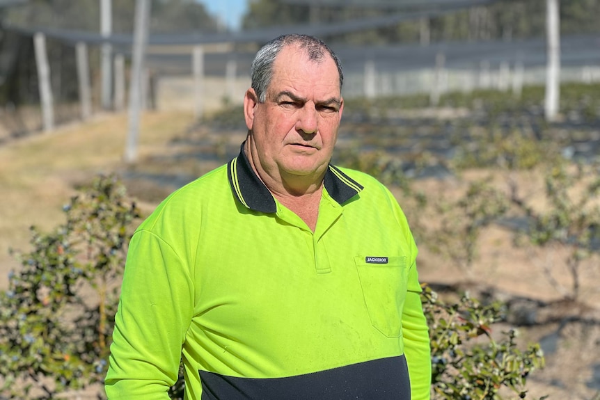 Steve Fuller standing in front of rows of blueberry plants with a neutral expression on his face. 