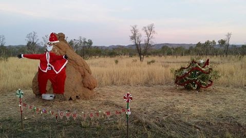 A termite mound dressed up like Santa and a shrub decorated like a Christmas tree on the side of the road near Kununurra.