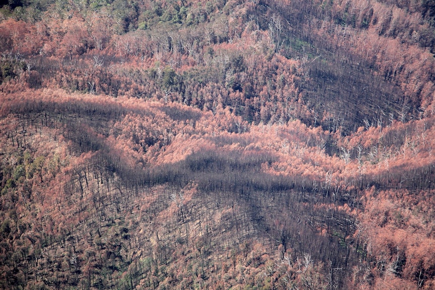 An aerial picture of burnt forest.