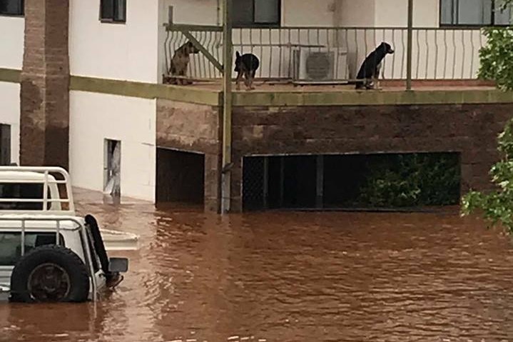 Dogs on the balcony of the station homestead.