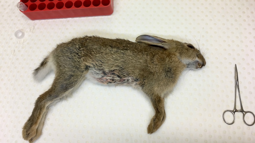 A deceased feral rabbit at the CSIRO in Canberra.