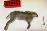 A deceased feral rabbit at the CSIRO in Canberra.