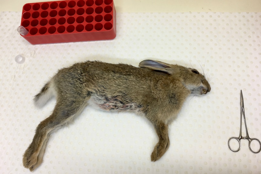 A deceased feral rabbit at the CSIRO in Canberra.