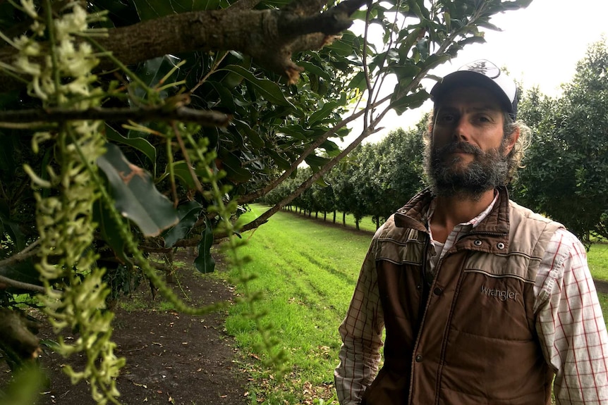 Macadamia farmer Mason Roy