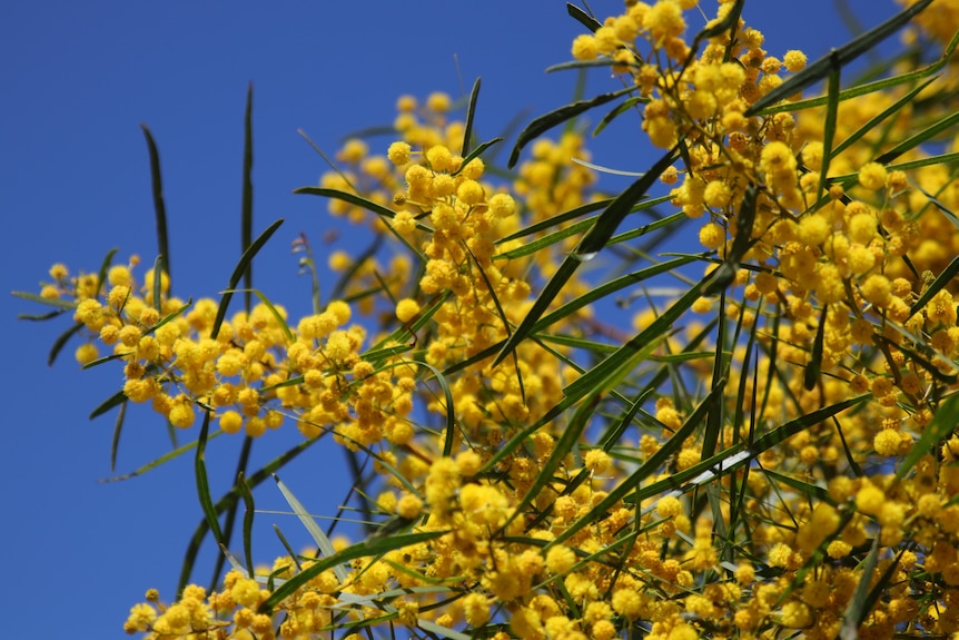 Acacia against blue sky