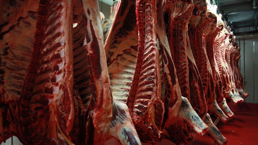 Carcasses hang in an abattoir.