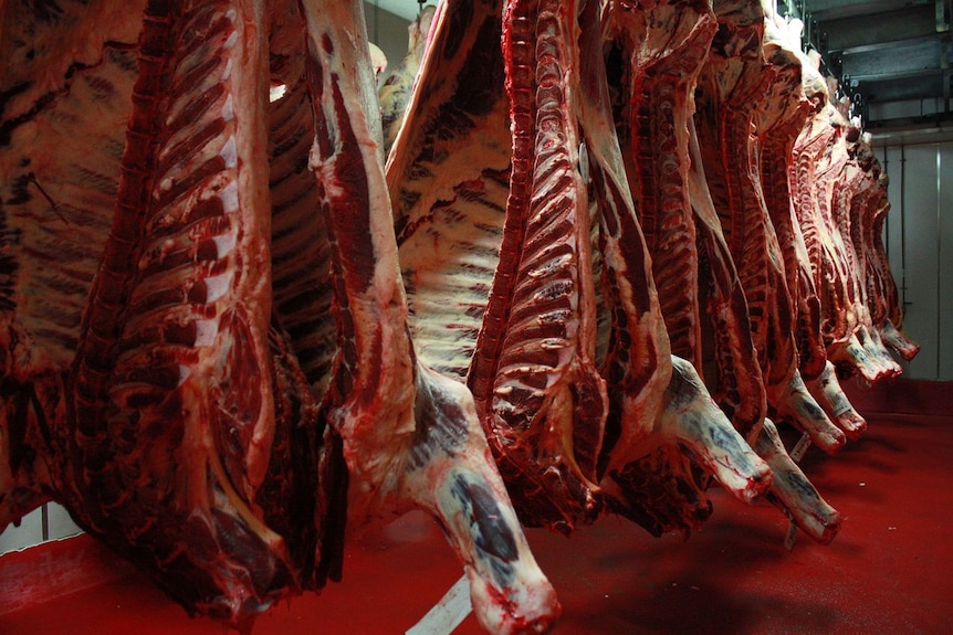 Beef carcasses