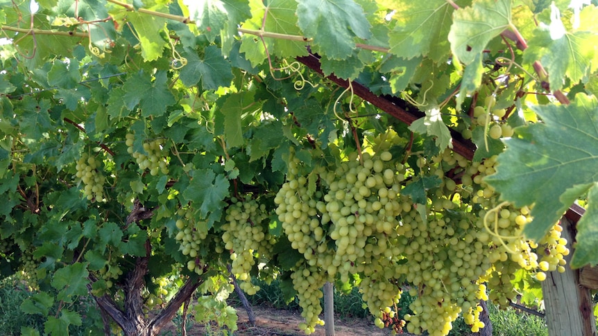 Mildura table grapes nearing harvest time