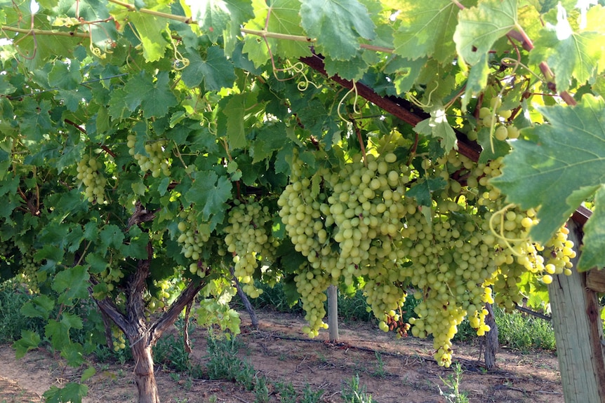 A close up of ripe table grapes on a green leafy vine.