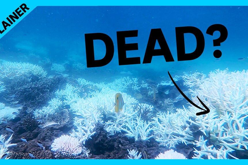 Explainer, Dead? A superimposed arrow points to an underwater image of bleached white coral.