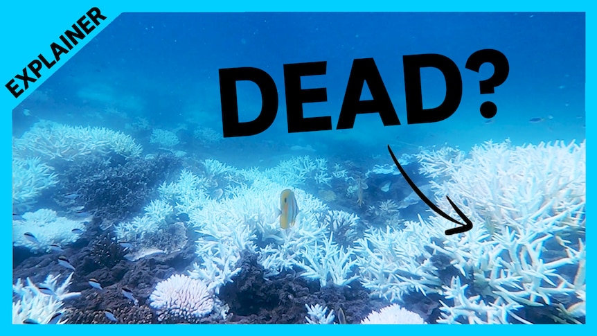 Explainer, Dead? A superimposed arrow points to an underwater image of bleached white coral.