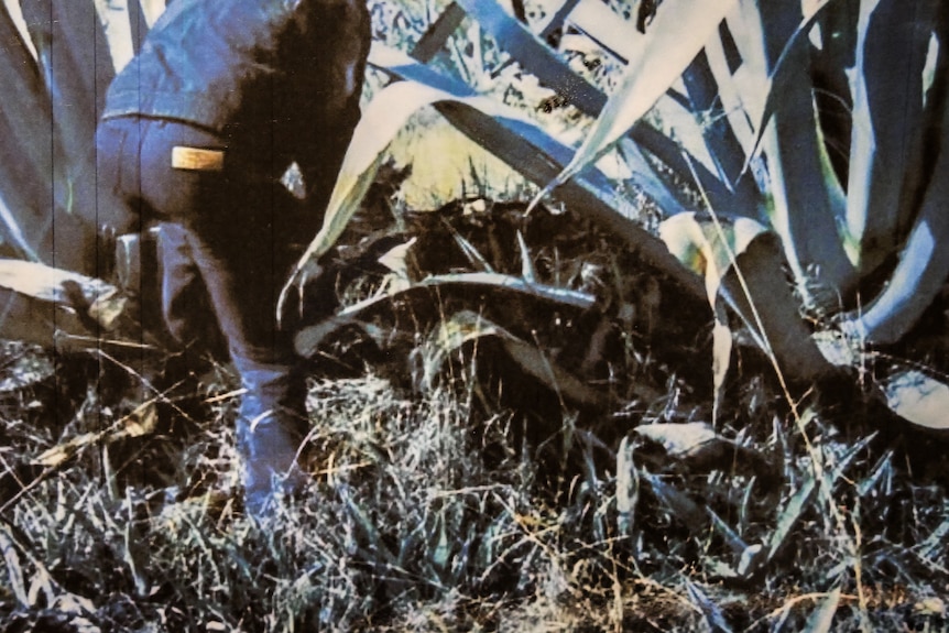 An old photo of a man with jeans in thick cactus