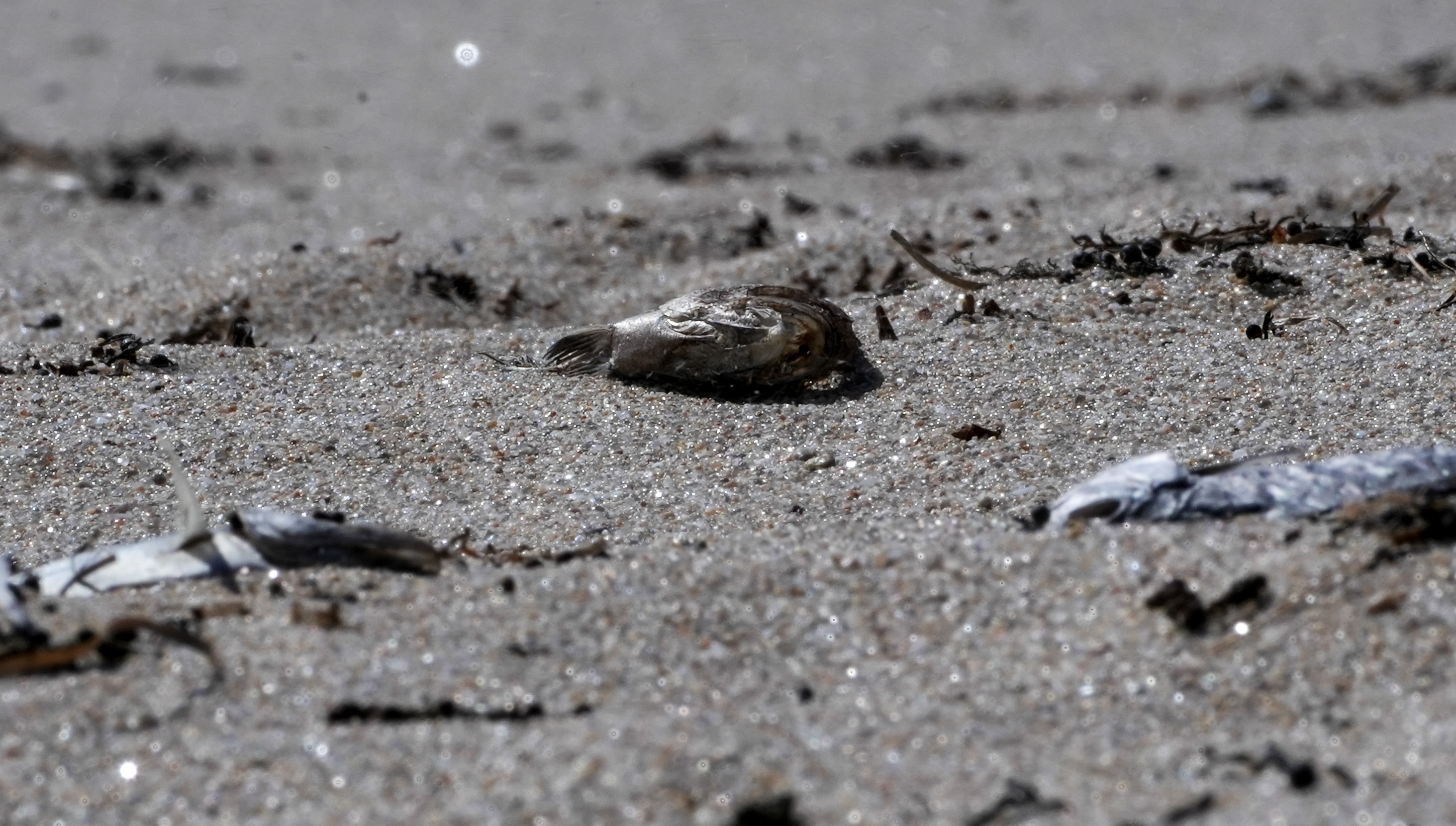 SA's algal bloom hasn't disappeared, it's just been 'taking a ride'