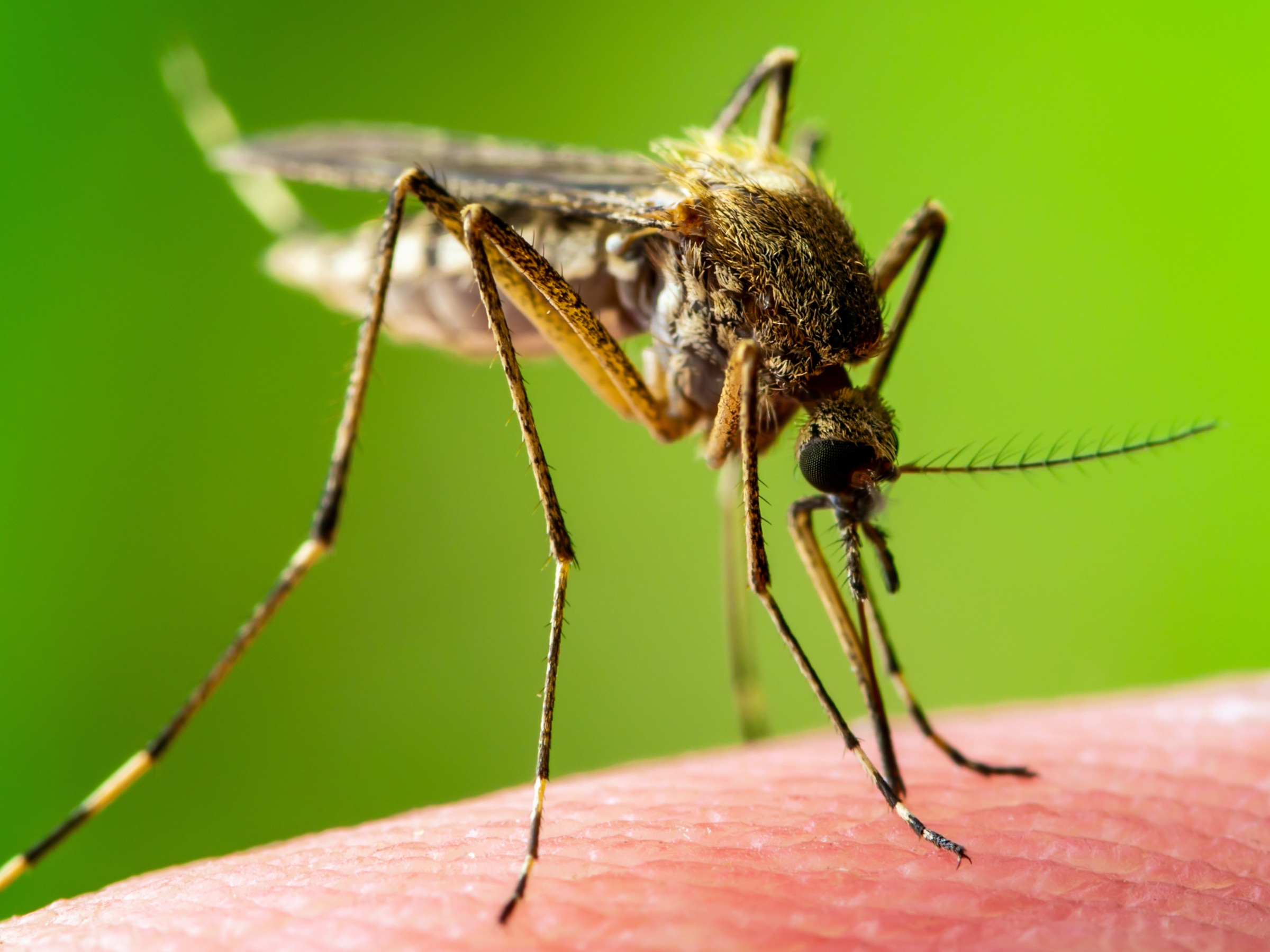 A mosquito stands on human skin against a green backdrop.