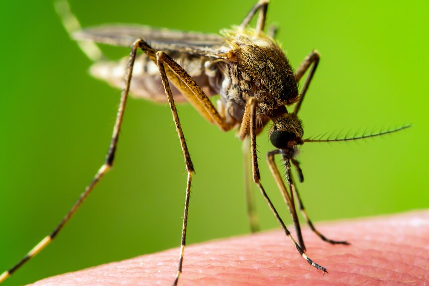A mosquito is standing on human skin on a green background.