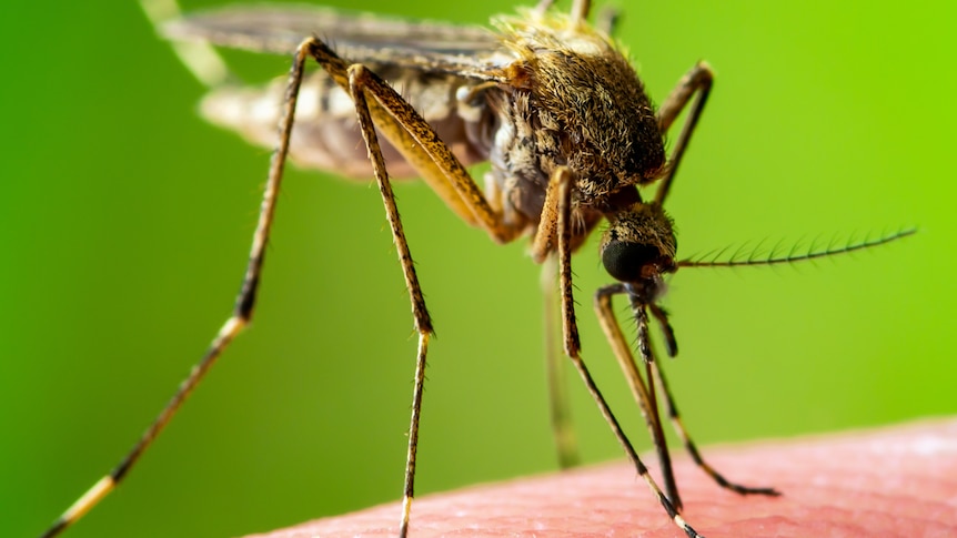 A mosquito stands on human skin against a green backdrop.