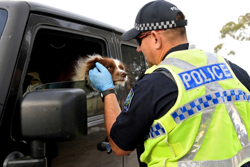 A police officer pats a puppy leaning its head out the window of a car. The police officer is wearing blue rubber gloves
