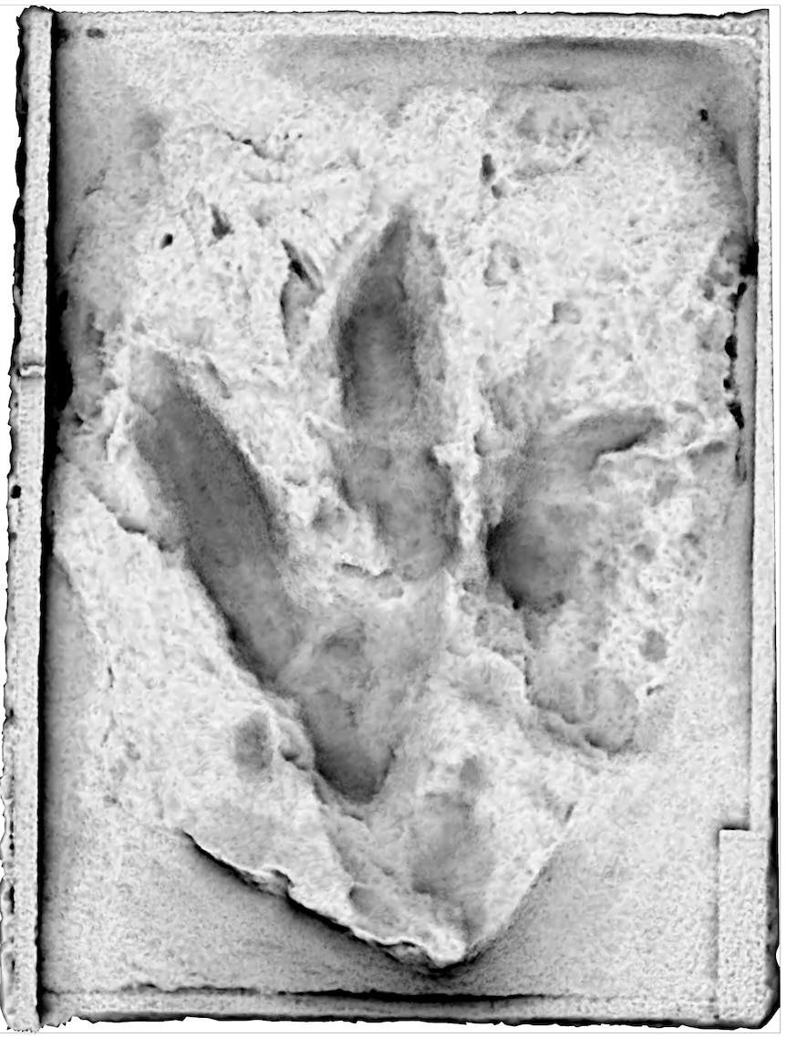 3D image of a three-toed footprint in rock