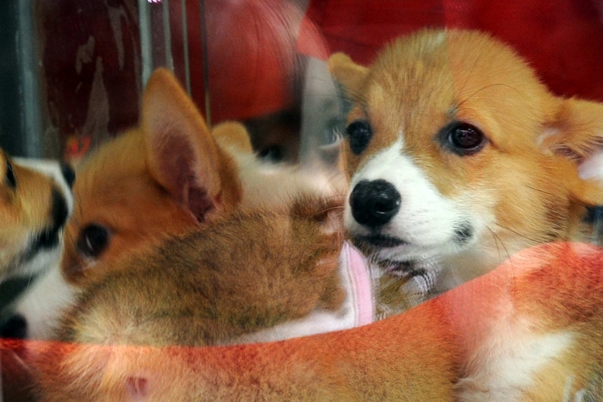 A baby girl gazes at puppies in the window of a pet shop in Hong Kong