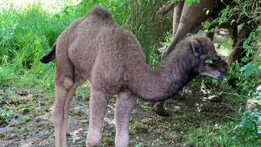 A six week old camel