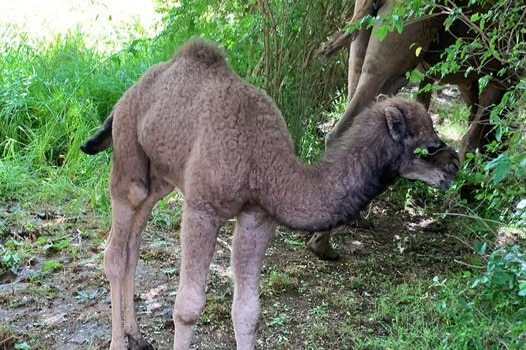 A six week old camel