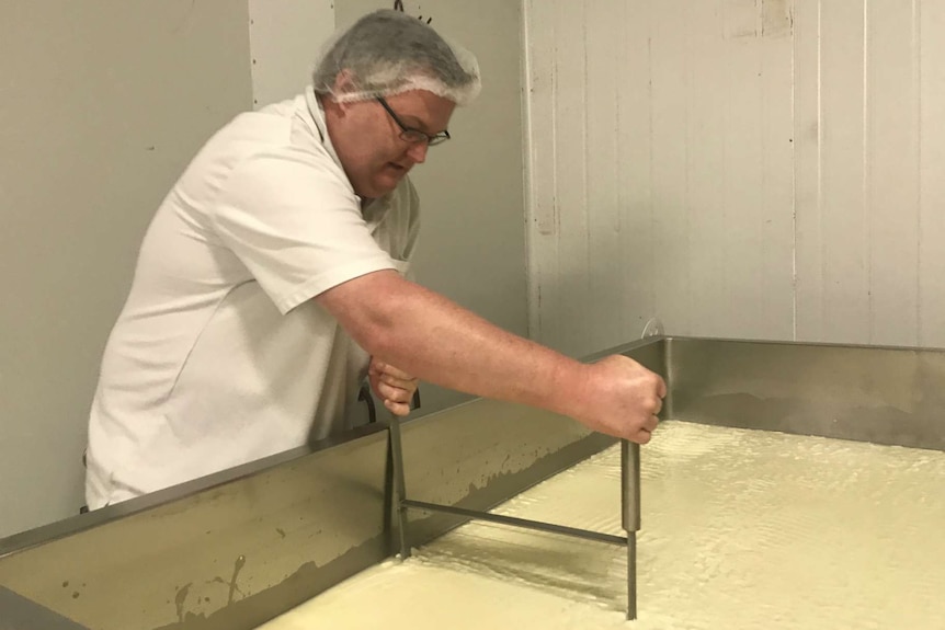 Stefan Wilson dragging a cheese cutter through a vat of milk.
