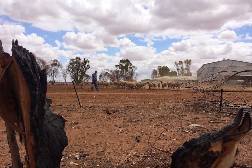 A farmer whose property was damaged in a bushfire feeds his surviving sheep