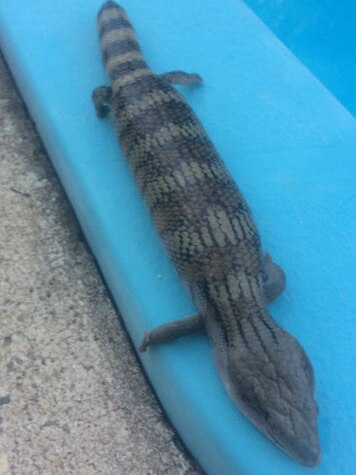 a blue-tongue lizard lying on the side of swimming pool surround
