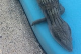 a blue-tongue lizard lying on the side of swimming pool surround