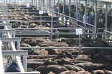 Cattle in sale pens at saleyard with farmers in background bidding.