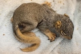 A baby squirrel sits on a towel with its eyes closed