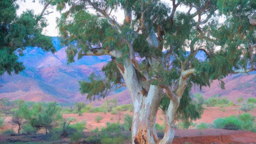 Flinders Ranges National Park.