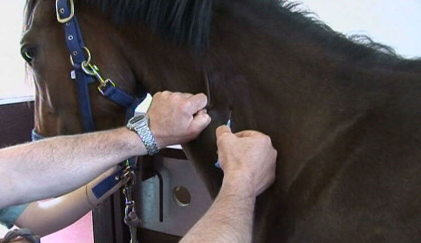 Подкожная маллеинизация лошадей. Внутривенная инъекция лошади. Подкожные инъекции лошадям. Подкожное введение лошади. Подкожные инъекции лошадям.