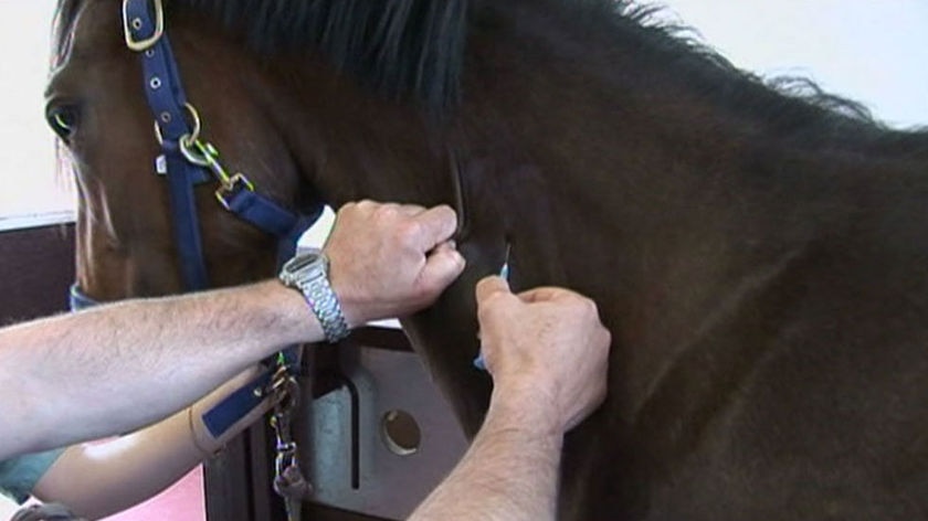 A horse receives an equine influenza vaccine