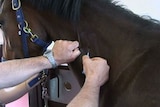 A horse receives an equine influenza vaccine