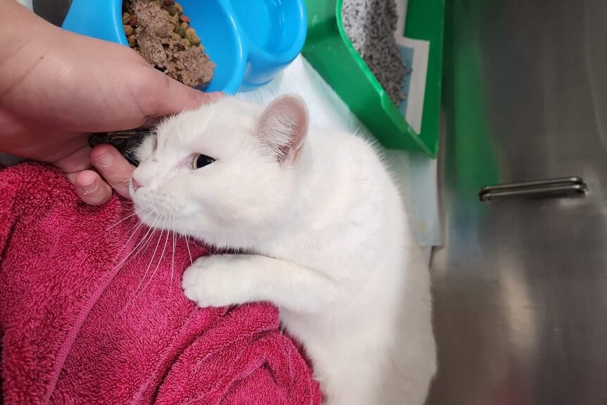 A white cat sitting on a towel being patted by a human hand.