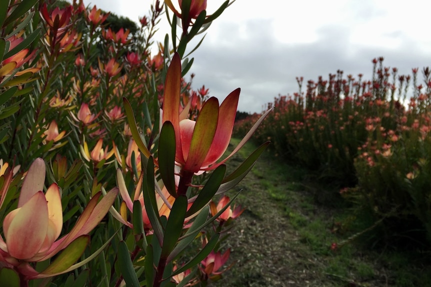 Leucadendrons growing at a native farm in Furner, South Australia