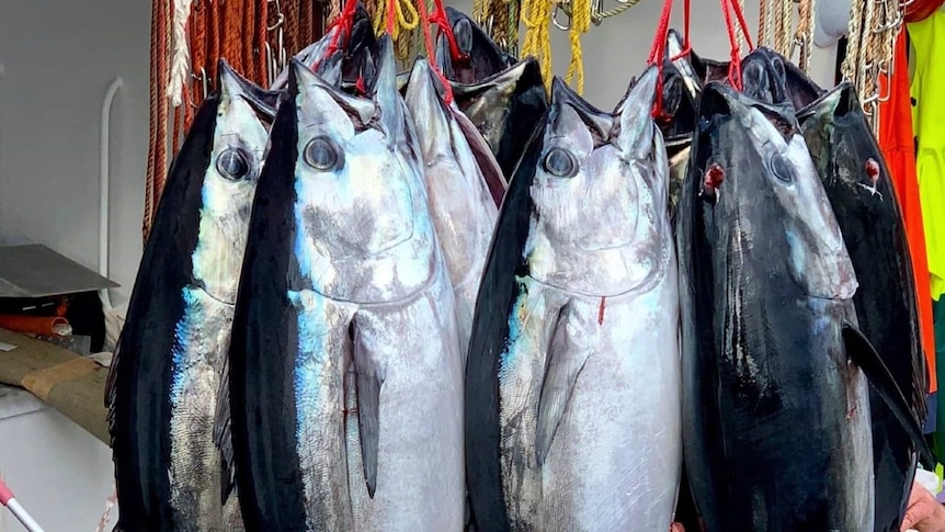 Southern bluefin tuna