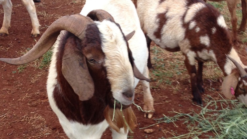 A goat herd being farmed for meat