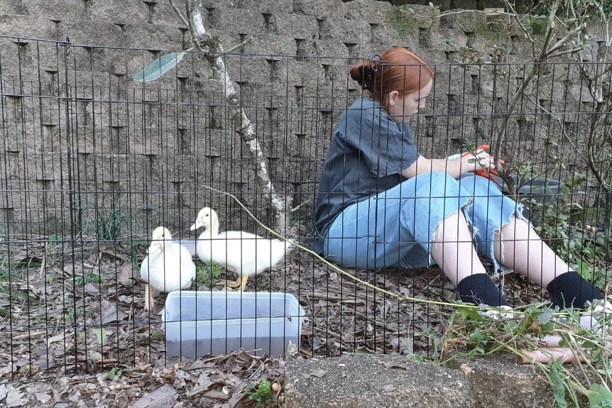 Young woman sits on the ground alongside two white ducks in a pen