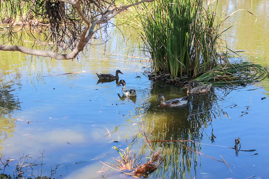 Ducks in the excavation on Zonia Downs