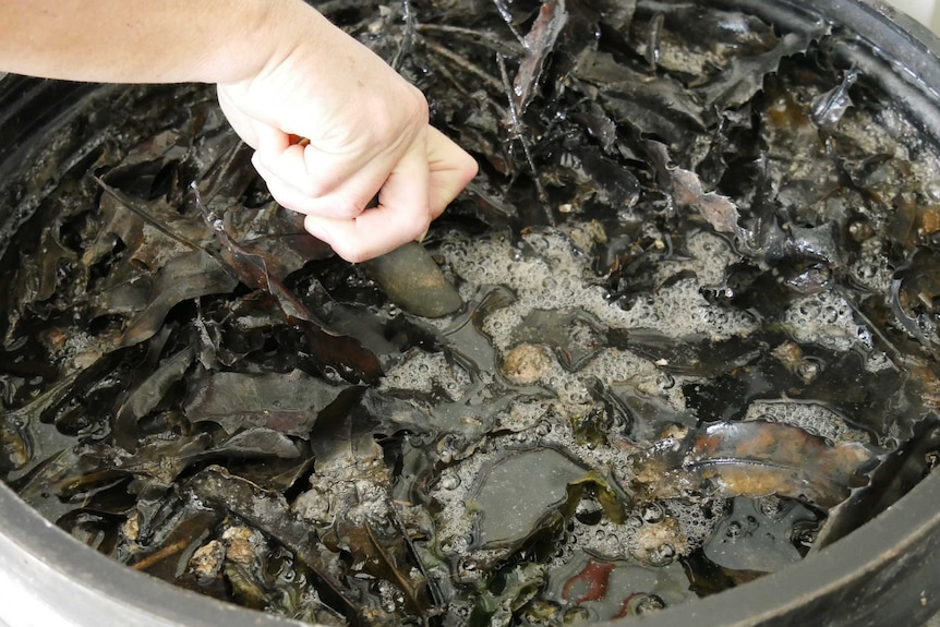 A hand is stirring fermenting leaves in a large black plastic barrel. Bubbles float on top of the liquid.