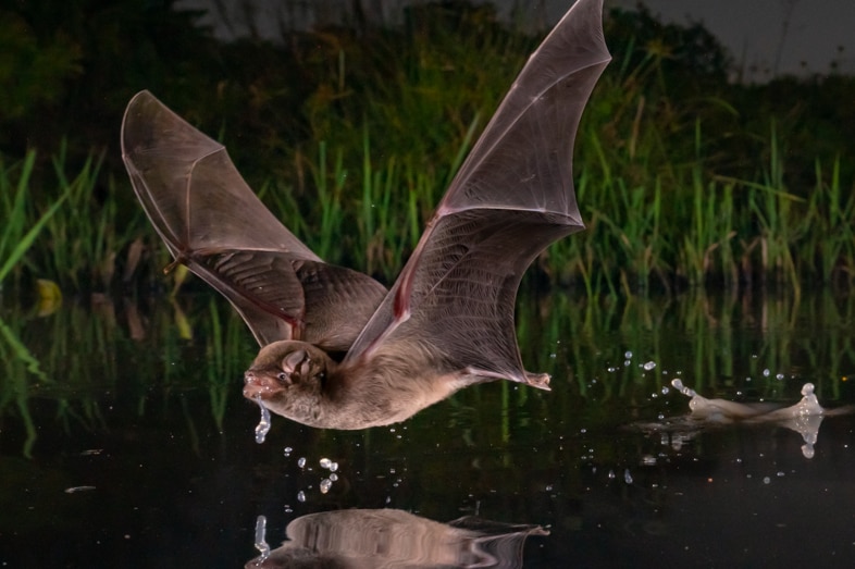 A bat skimming the surface of water.