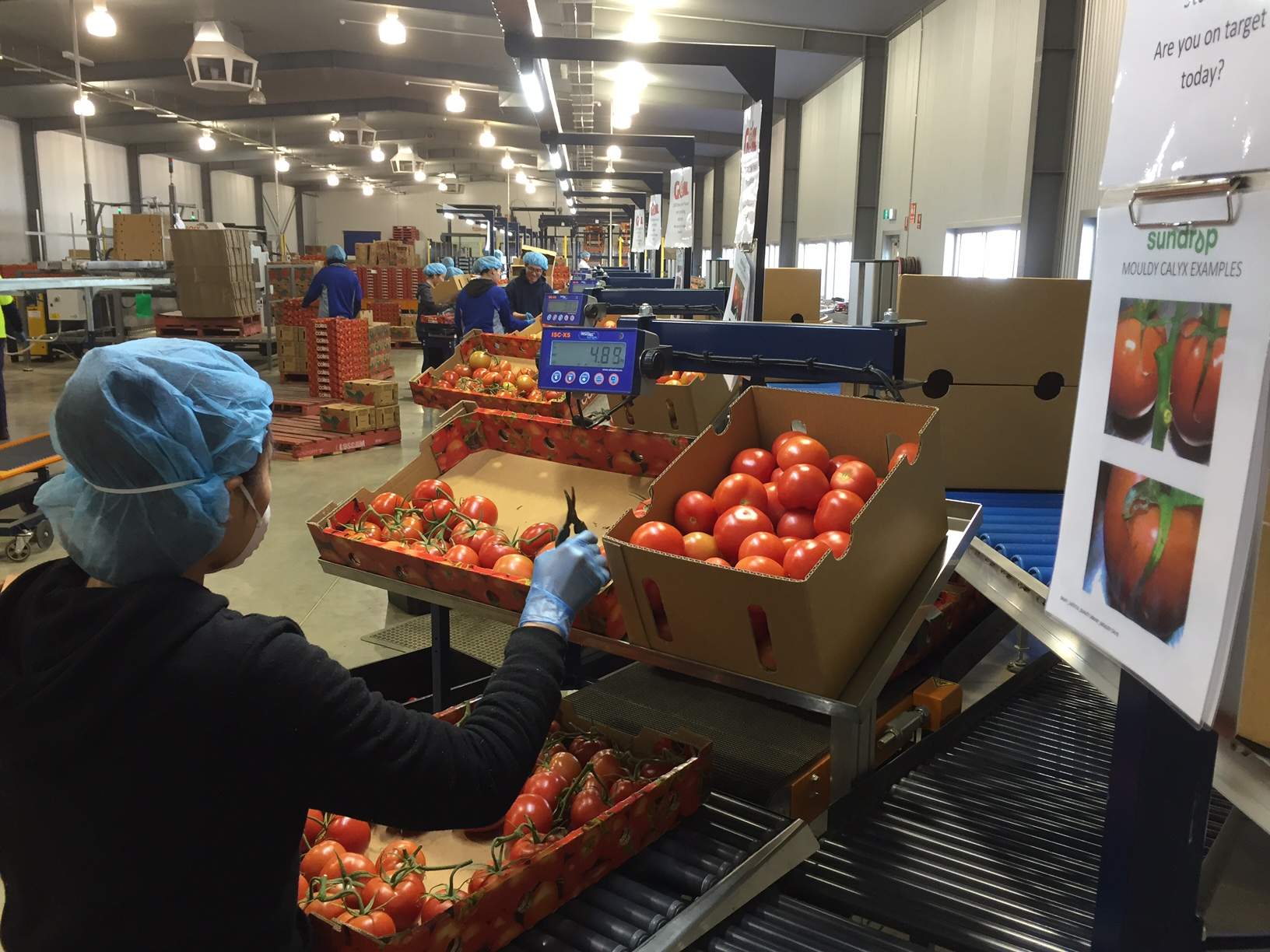 Sundrop Farms pioneering solarpowered greenhouse to grow food without