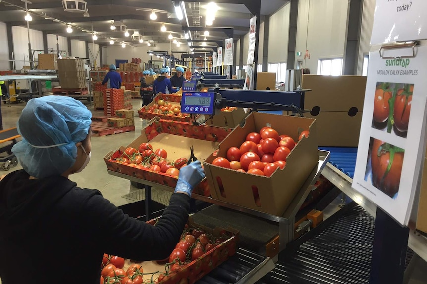 A worker packs tomatoes into boxes at Sundrop Farms.